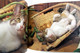 Katzen Spiele - Katzenspiele - Tierwelt
