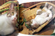 Katzen Spiele - Katzenspiele - Animals