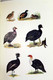 Delcampe - Some Game Birds Of West Africa. - Lexicons