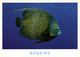 Bonaire, N.A., French Angelfish At Alice In Wonderland (1990s) Postcard - Bonaire