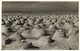 Bonaire, N.A., Flamingo Nests With Eggs (1950s) Foto Mayer RPPC Postcard - Bonaire