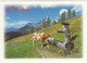 Wandergebiet Filzmoos - (Land Salzburg, Österreich/Austria) - Kuh / Cow / Koe / Vache - Filzmoos