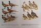 Delcampe - Handbuch Der Vögel Der Sowjetunion. Band 4. Galliformes. Gruiformes. - Lexiques