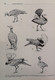 Delcampe - Handbuch Der Vögel Der Sowjetunion. Band 4. Galliformes. Gruiformes. - Lessico