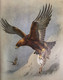 Delcampe - Thorburns Bilder Der Vogelwelt: Ein Verbreitungs-Atlas Der Wichtigsten Vogelarten In 6 Sprachen - Glossaries