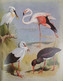 Delcampe - Thorburns Bilder Der Vogelwelt: Ein Verbreitungs-Atlas Der Wichtigsten Vogelarten In 6 Sprachen - Lexika