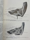 Delcampe - Raubers Lehrbuch Der Anatomie Des Menschen.  Abteilung 6: Sinnesorgane Und Generalregister. - Health & Medecine