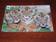 55123-               TIGERS  / DIEREN / ANIMALS / TIERE / ANIMAUX / ANIMALES - Tijgers