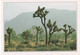 A20340 - CALIFORNIA JOSHUA TREE NATIONAL PARK NATIONAL MONUMENT ARBRES DE JOSUE USA UNITED STATES OF AMERICA - USA Nationalparks