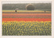 A20406 - ZUID HOLLAND TULPENCULTUUR IN DE BUURT VAN LISSE CHAMPS DE FLEURS TULIP FIELD NETHERLANDS NEDERLAND HOLLANDE - Lisse