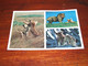 55154-                    AFRICAN WILDLIFE, LIONS - Lions