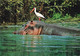 Hippopotame Hippo And Yellow Billed Stork Oiseau Cigogne à Bec Jaune CPM Timbre Timbres Kenya Afrique - Flusspferde