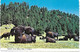 Etats-Unis - CPSM - South DAKOTA - Sus - Buffalo Herd - Bison Bisons - BLACK HILLS - Rapid City - Rushmore - - Altri & Non Classificati