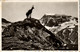 38069 - Schweiz - Chamois Dans L'Alpe , Gämse - Gelaufen 1936 - Gams