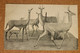 2 CARDS - AN OLD, UNUSED CARD  IIN VGC OF RHINOCORUS HUNT And A Used 1918 Card Of CLARKE'S GAZELLES In Somaliland. - Rhinozeros