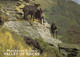 Postcard Mountain Goats Valley Of Rocks Lynton Devon My Ref B25949 - Lynmouth & Lynton