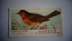 BRITISH BIRDS N° 13 ROBIN  Oiseau Bird  Cigarettes OGDEN'S Tobacco Vignette Trading Card Chromo - Ogden's