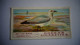 BRITISH BIRDS N° 16 COMMON GULL  Oiseau Bird  Cigarettes OGDEN'S Tobacco Vignette Trading Card Chromo - Ogden's