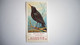 BRITISH BIRDS N° 18 BLACKBIRD Oiseau Bird  Cigarettes OGDEN'S Tobacco Vignette Trading Card Chromo - Ogden's