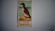 BRITISH BIRDS N° 35 GUILLEMOT Oiseau Bird  Cigarettes OGDEN'S Tobacco Vignette Trading Card Chromo - Ogden's