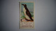 BRITISH BIRDS N° 38 GREAT AUK  Oiseau Bird  Cigarettes OGDEN'S Tobacco Vignette Trading Card Chromo - Ogden's