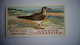 BRITISH BIRDS N° 42 COMMON SANDPIPER  Oiseau Bird  Cigarettes OGDEN'S Tobacco Vignette Trading Card Chromo - Ogden's