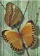 Papillons Exotiques - Butterfly - Stichophthalma Howqua - Chine - Papillons