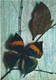 Papillons Exotiques - Butterfly - Kallima Inachus - Inde - Papillons