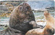 Falklands - C&W (Chip) - Family Of Sea Lions, 2000, 10£, 14.000ex, Used - Falkland Islands