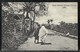 Jaffa - Road Between Orange Groves Palestine Photo Postcard Printed In England - Palestine