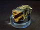 Pyrite With Rockbridgeite On Triplite (3 X 2.5 X 2.5 Cm ) Sítio Do Castelo Mine, Folgosinho, Gouveia, Guarda, Portugal - Minéraux