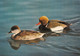 Zoo Parc Des Oiseaux Villars Les Dombes Canard Nette Rousse - Villars-les-Dombes