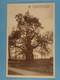 Le Vieux Chêne De Liernu (12,50 Mètres De Circonférence) - Eghezée