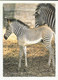 Hungary, Zebra With Foal. - Zebre