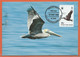 OISEAUX PELICANS VIERGES 4 CARTES FDC WWF DE 1988 - Pélicans