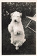 Lot De 4 Photographies De Chiens De Différentes Races - 6x9cm - Sonstige & Ohne Zuordnung