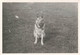 Delcampe - Lot De 4 Photographies De Chiens De Différentes Races - 6x9cm - Sonstige & Ohne Zuordnung