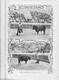 Delcampe - Lisboa Coimbra Monarquia Tourada Corrida Toros Course Taureaux Redacção Ilustração Portuguesa Nº 125, 1908 Portugal - Allgemeine Literatur