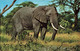 CP Animaux - éléphant - African Wild Life - Sapra Studio Nairobi - Éléphants