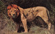 CP Animaux - Lion - African Wild Life - Sapra Studio Nairobi - Leones