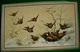 Jolie CHROMO XIXè  LE REPAS DES OISEAUX EN HIVER  21.9 Cm X 13.6 Cm . VICTORIAN SCRAP  FLIGHT OF BIRDS TO SEEDS PLATE - Tiere