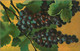 Solderie - Destockage à 1.60€ - ITALIE (illustrateurs) - CPA Vierge NATURE MORTE De SOMASCA (Grappes De Raisin) - Paintings