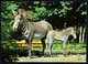 D8124 - Zeipzig Zoo Leipziger - Zebra Fohlen - Verlag Bild Und Heimat Reichenbach DDR - Zebra's