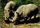 (2 M 10) (M+S) France - Sigean Nature Reserve (ZOO) Rhinocéros - Rhinozeros