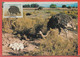 OISEAUX AUTRUCHES SUD OUEST AFRICAIN 4 CARTES MAXIMUM DE 1985 - Ostriches