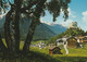 SVIZZERA - SCHLOOS TARASP - 2799 - Tarasp