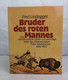 Bruder Des Roten Mannes : Das Abenteuerliche Leben Und Einmalige Werk Des Indianermalers Peter Rindisbacher (1 - Painting & Sculpting