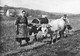 - Le QUERCY Pittoresque (postée De Montpezat 46) - Gros Plan D'une Scène De Labour Avec 2 Vaches  -21971- - Montpezat De Quercy