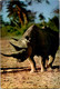 (2 M 20) African Rhinoceros - Neushoorn