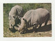 RHINOCEROS CERATOTHERIUM SIMUM SIMUM Carte Postale RESERVE AFRICAINE DE SIGEAN - Rhinocéros